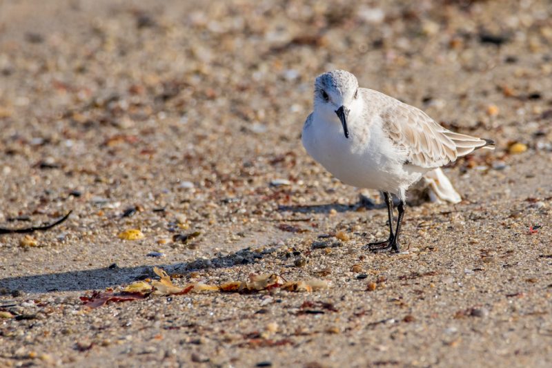 Bécasseau sanderling